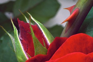 red-rose-thorn-jpg