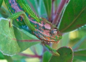 Cape Dwarf Chamaeleon